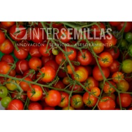 Semente de tomate Cerise F1 (híbrida) (cherry) (1.000 semillas)