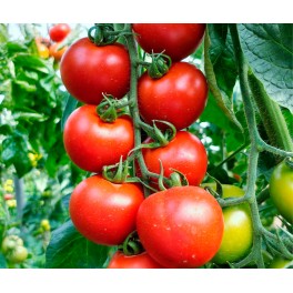 Graine de tomate Doña Jimena F1 (hybride) (rama) (1.000 graines)