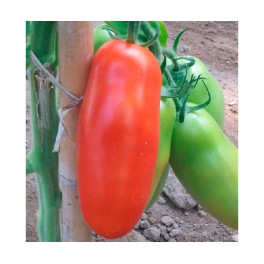 Graine de tomate Eduardo F1 (hybride) (poire) (1.000 graines)