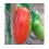 Graine de tomate Eduardo F1 (hybride) (poire) (1.000 graines)