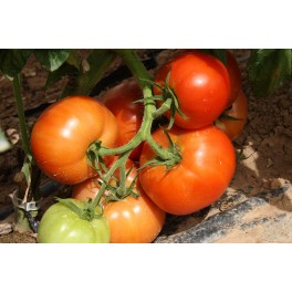 Semilla tomate El Cid F1 (híbrida) (grueso cuello verde) (1.000 semillas)