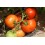 Graine de tomate El Cid F1 (hybride) (col vert épais) (1.000 graines)