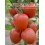 Graine de tomate Federer F1 (hybride) (poire) (1.000 graines)