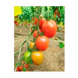 Graine de tomate Ferrero F1 (hybride) (poire) (1.000 graines)