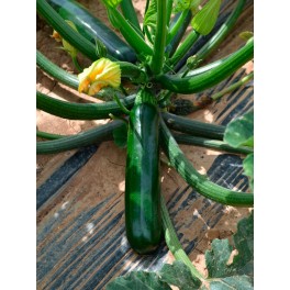 Graine courgettes Coleman F1 (hybride) (vert foncé)  (1.000 Graine)