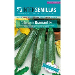 Graine courgettes Diamant F1 (hybride) (vert moyen)  (1.000 Graine)