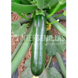 Graine courgettes Esencia F1 (hybride) (vert foncé)  (1.000 Graine)