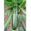 Graine courgettes Esencia F1 (hybride) (vert foncé)  (1.000 Graine)