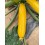 Graine courgettes Coleman F1 (hybride) (vert foncé)  (1.000 Graine)