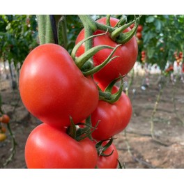 Semilla tomate Mesnada F1 (híbrida) (rama) (1.000 semillas)