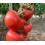 Graine de tomate Mesnada F1 (hybride) (rama) (1.000 graines)