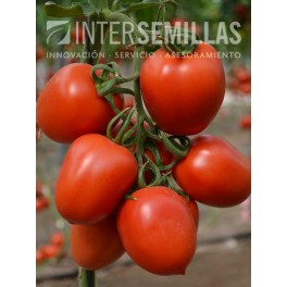 Semilla tomate Meyity F1 (híbrida) (pera) (1.000 semillas)