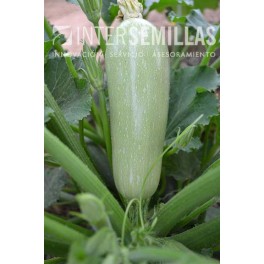 Graine courgettes Muralla F1 (hybride) (mi-long)  (1.000 Graine)