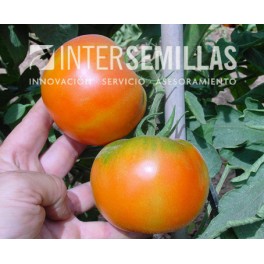 Semilla tomate Patrol F1 (híbrida) (grueso cuello verde) (1.000 semillas)