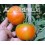 Graine de tomate Patrol F1 (hybride) (col vert épais) (1.000 graines)