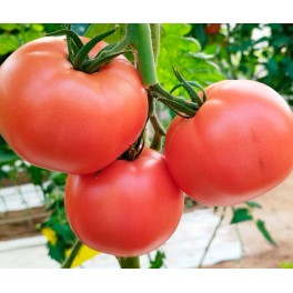 Graine de tomate Peñarroya F1 (hybride) (rose) (1.000 graines)