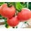 Graine de tomate Peñarroya F1 (hybride) (rose) (1.000 graines)