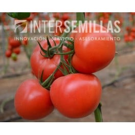 Semente de tomate Rosende F1 (híbrida) (rosa) (1.000 semillas)