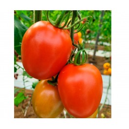 Graine de tomate Samarcanda F1 (hybride) (poire) (1.000 graines)