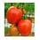 Graine de tomate Samarcanda F1 (hybride) (poire) (1.000 graines)