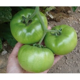 Graine de tomate Tesar F1 (hybride) (col vert épais) (1.000 graines)