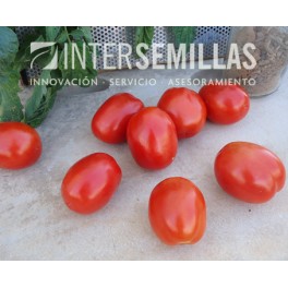 Semilla tomate Kizomba F1 (híbrida) (concentrado indústria) (1.000 semillas)