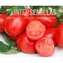 Semilla tomate Wally Red F1 (híbrida) (todo carne indústria) (1.000 semillas)