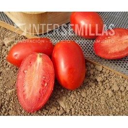 Semilla tomate Decio F1 (híbrida) (todo carne indústria) (1.000 semillas)