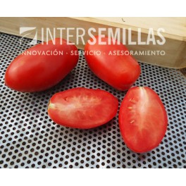 Semente de tomate Fastred  F1 (híbrida) (indústria tudo polpa) (1.000 semillas)