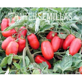 Semilla tomate Gladis F1 (híbrida) (concentrado pelado indústria) (1.000 semillas)