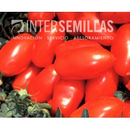 Semilla tomate Talent F1 (híbrida) (concentrado pelado indústria) (1.000 semillas)