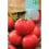 Semilla tomate ACE 55 VF