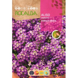 Graines de Alyssum Violette compacte