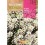 Graines de Alyssum Tapis de Neige (blanc)