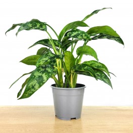 Aglaonema Maria (pot 14 cm Ø).