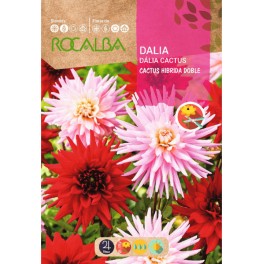 Graines de dalia cactus double hybride