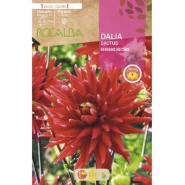 Bulbe de Dahlia Cactus (choisissez la couleur)