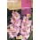 Bulb de gladiol Jumbo (bossa 10 unitats)