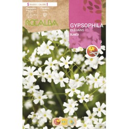 Bulb de Gypsophila elegans blanca (5 unitats)