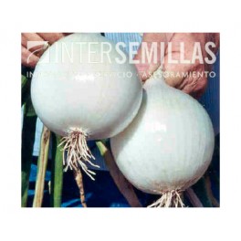 Semilla cebolla Southport White Globe F1 (híbrida) (día intermedio, blanca) (1.000 semillas)