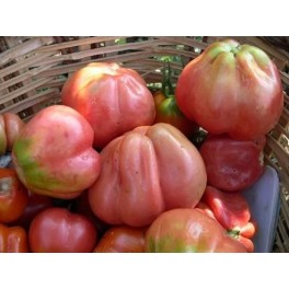 Graines de tomate rose de Girona (biologique)