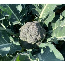 Graine de Brocoli Guevara F1 (hybride) (automne - hiver)  (1.000 Graine)