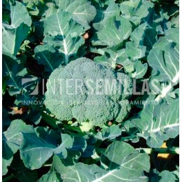 Graine de Brocoli Seulisa F1 (hybride) ( hiver)  (1.000 Graine)