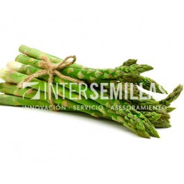 Graine d'Asperge F1 (hybride) (vigoureux et précoce)  (1.000 Graine)