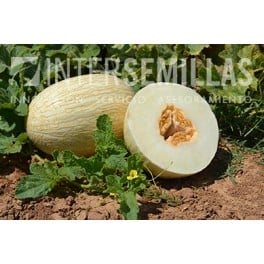 Semilla melón Montemor F1 (híbrida) (blanco precoz) (1.000 semillas)