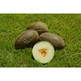 Graine de Melon Chanza F1 (hybride) (Piel de sapo, multizone)  (1.000 Graine)