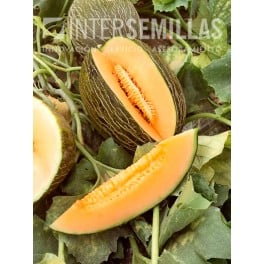 Graine de Melon Sorolla F1 (hybride) (Piel de sapo, viande d'orange)  (1.000 Graine)