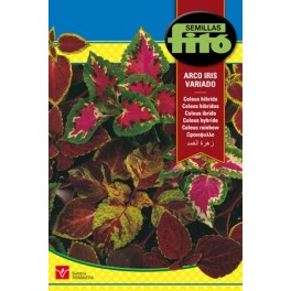 Llavor Coleus Arco iris