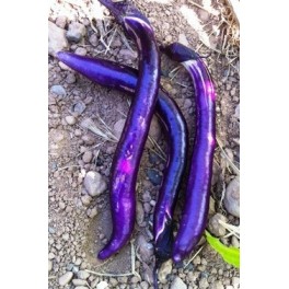 Graines de aubergine japanese pickling (biologique)