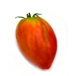 Semilla tomate Pikoluze (tradicional vasca)